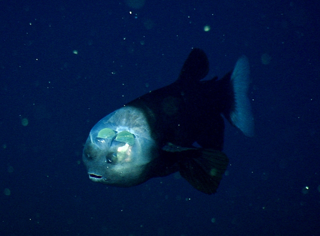 Barreleye fish MBARI