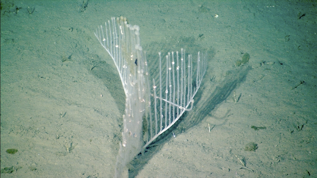 Harp sponge MBARI