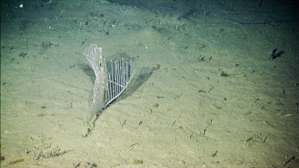 Harp sponge MBARI
