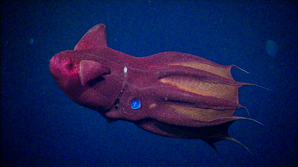 fun facts about vampire squids fun facts about vampire squids