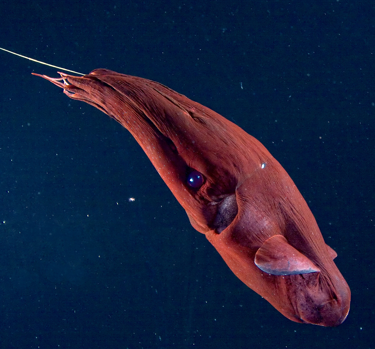 Vampire Squid MBARI Vampire Squid MBARI