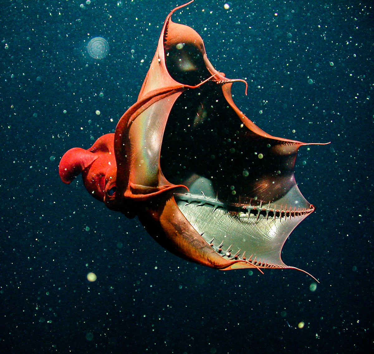 Vampire Squid MBARI