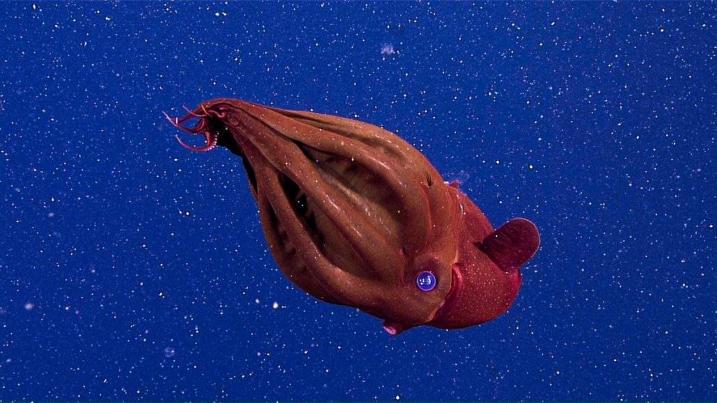 Vampire squid - MBARI
