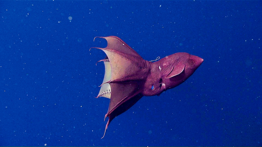 Vampire squid - MBARI