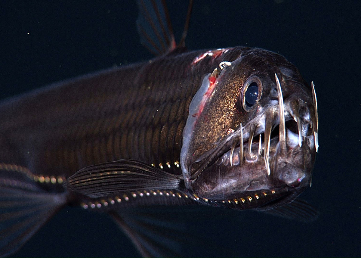 Pacific viperfish • MBARI