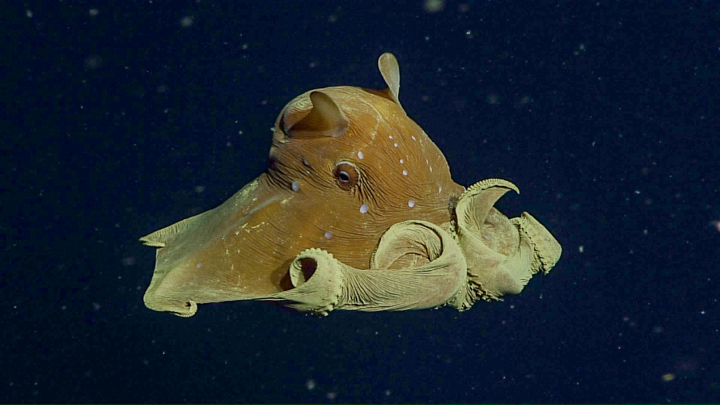 Flapjack octopus MBARI