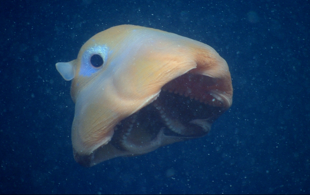 flapjack octopus flapjack octopus