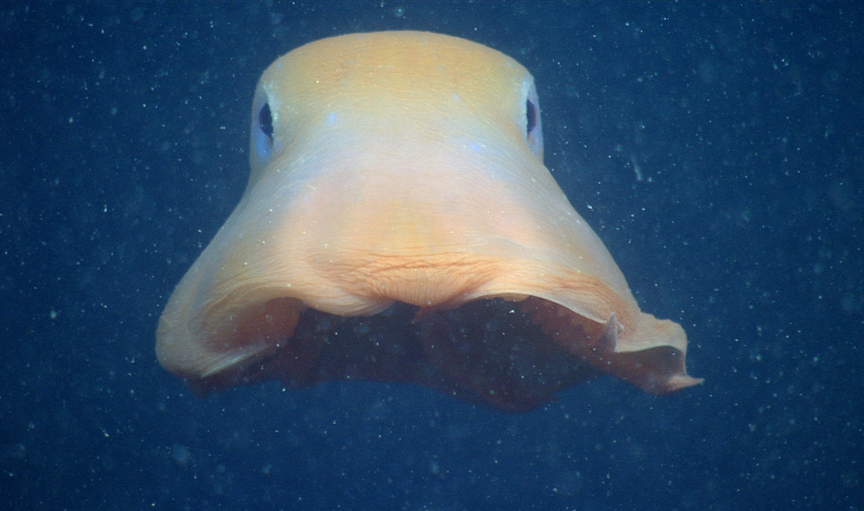 flapjack octopus