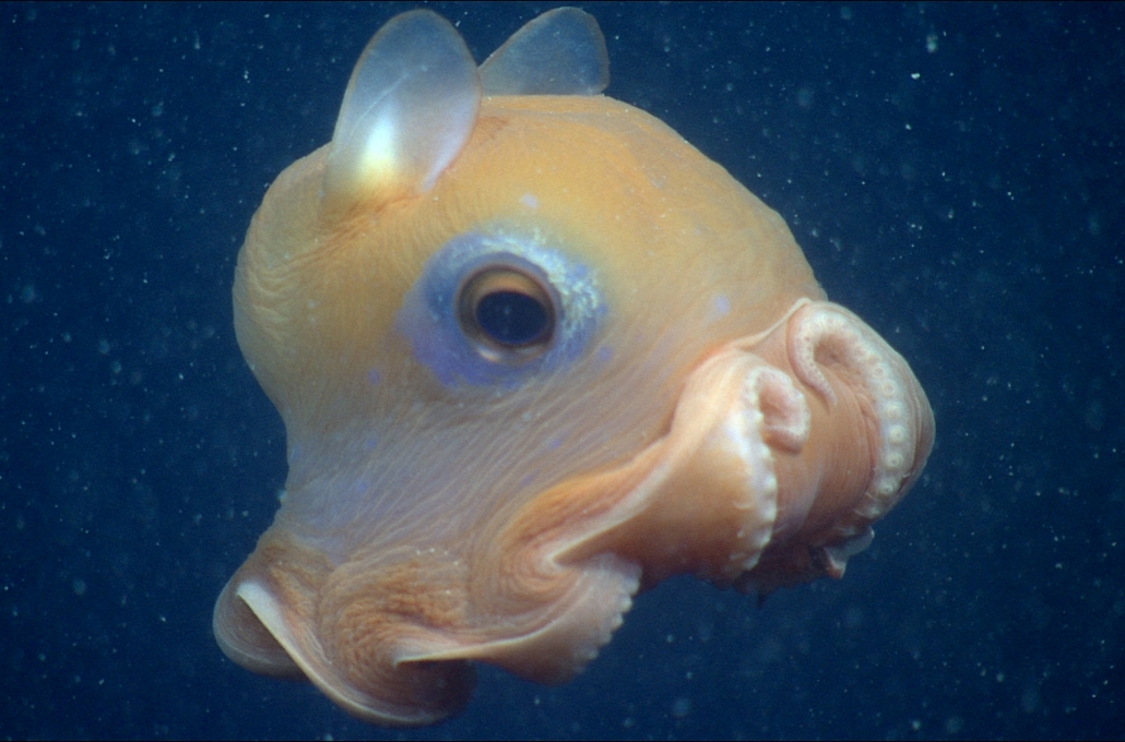 10 Facts About The Flapjack Octopus 10 Facts About The Flapjack Octopus