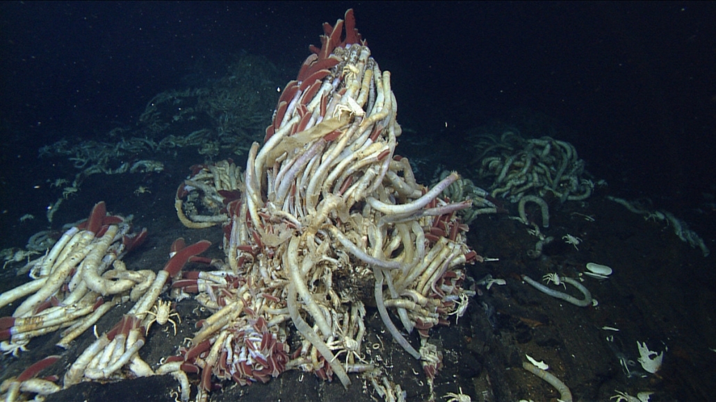 Giant tubeworm MBARI