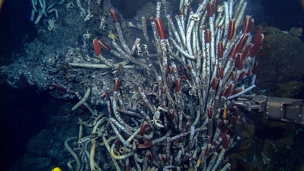 Giant tubeworm MBARI