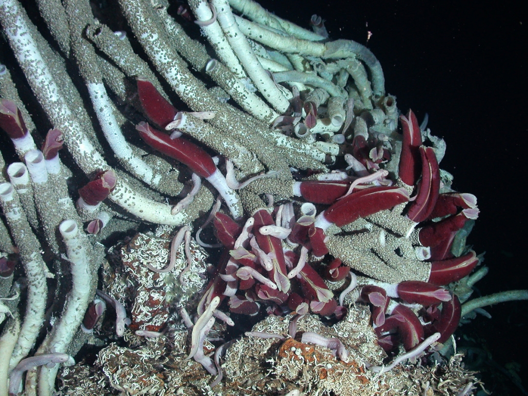 Giant tubeworm MBARI