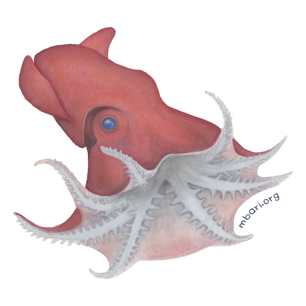 fun facts about vampire squids fun facts about vampire squids