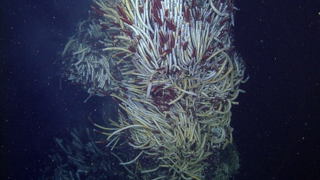 Giant tubeworm MBARI