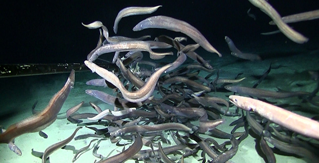 Cameras reveal largest aggregation of fishes in abyssal deep sea • MBARI