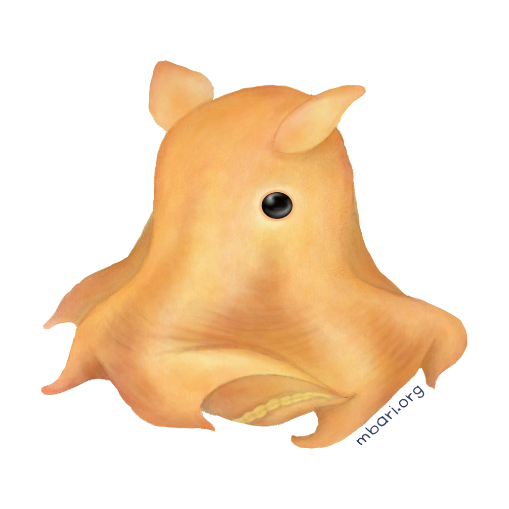 Flapjack octopus MBARI