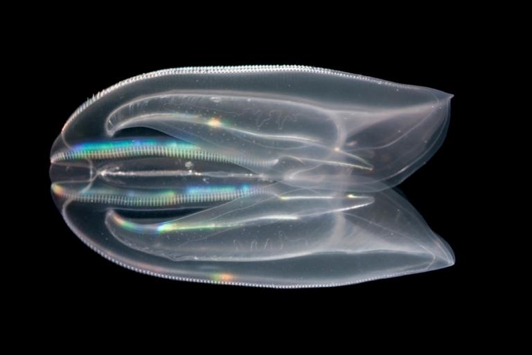 Glow your own Comb jellies make their own glowing compounds instead of