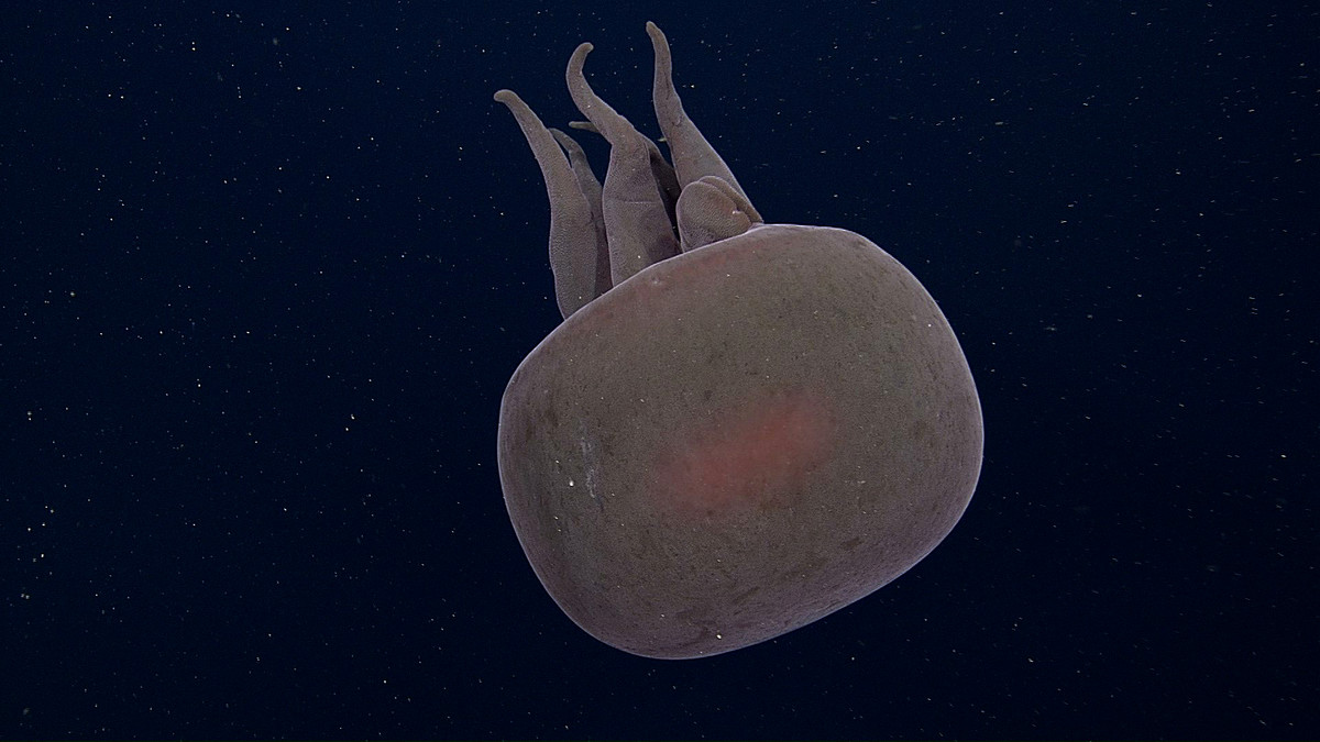 Big red jelly MBARI