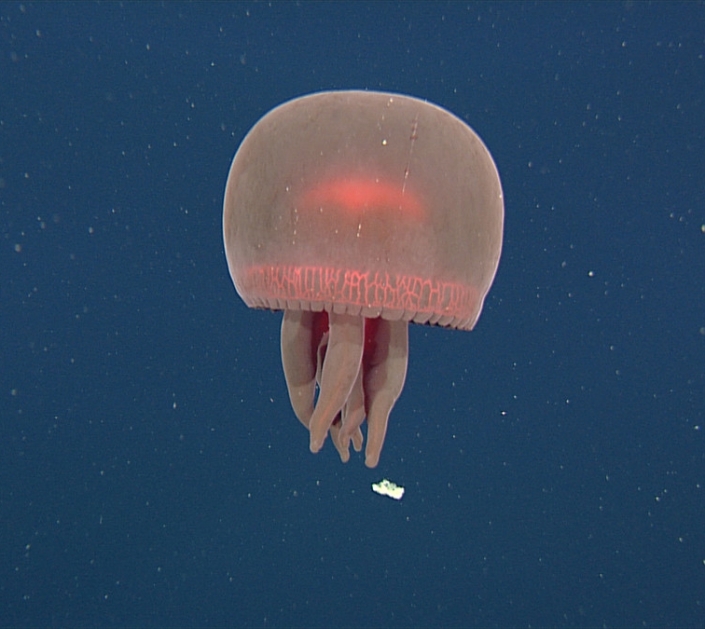 Big red jelly MBARI