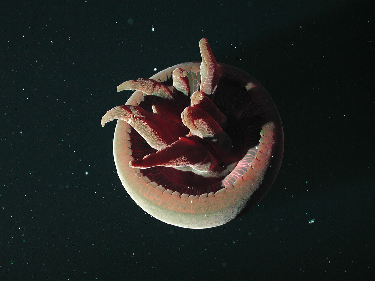 Big red jelly MBARI