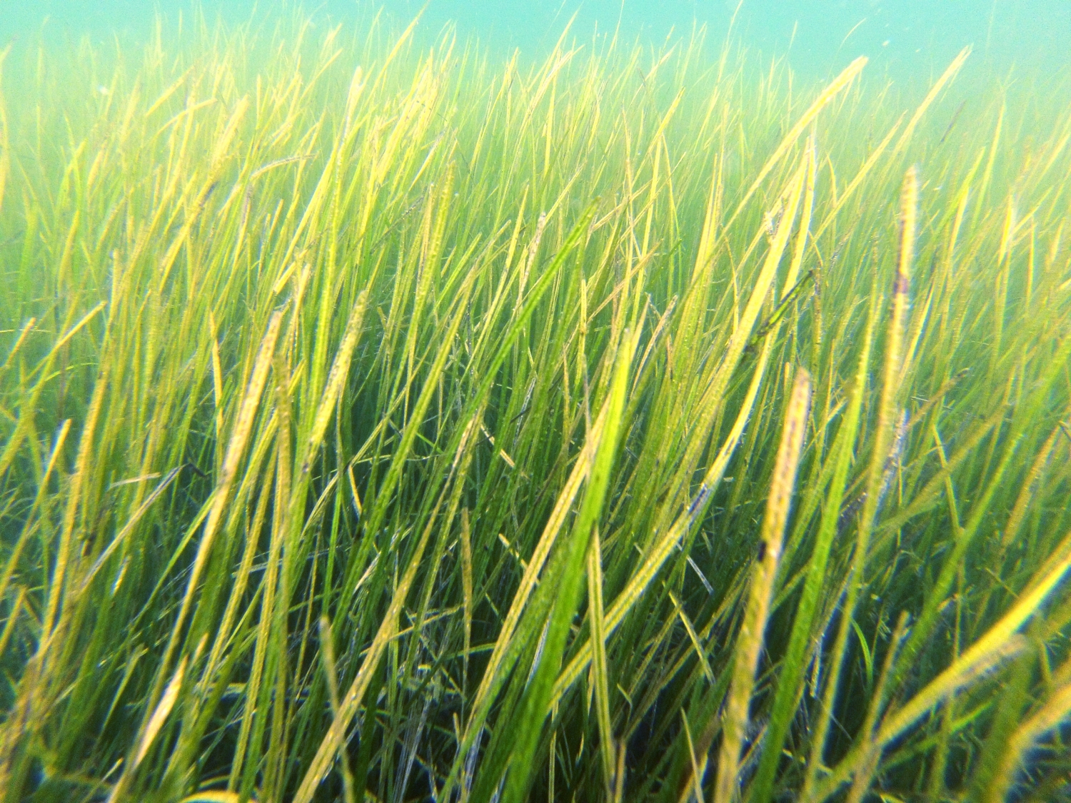 Seagrasses turn back the clock on ocean acidification MBARI