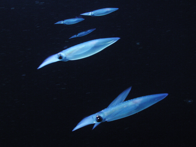 Vertical migration timing illuminates importance of predator pressure in  the ocean's twilight zone • MBARI