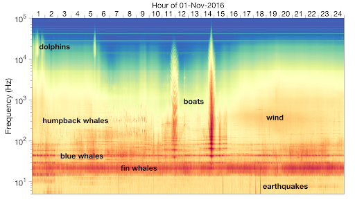 A colorful image showing a plot of frequency over time, with labels for whales, dolphins, boats, wind, and earthquakes.