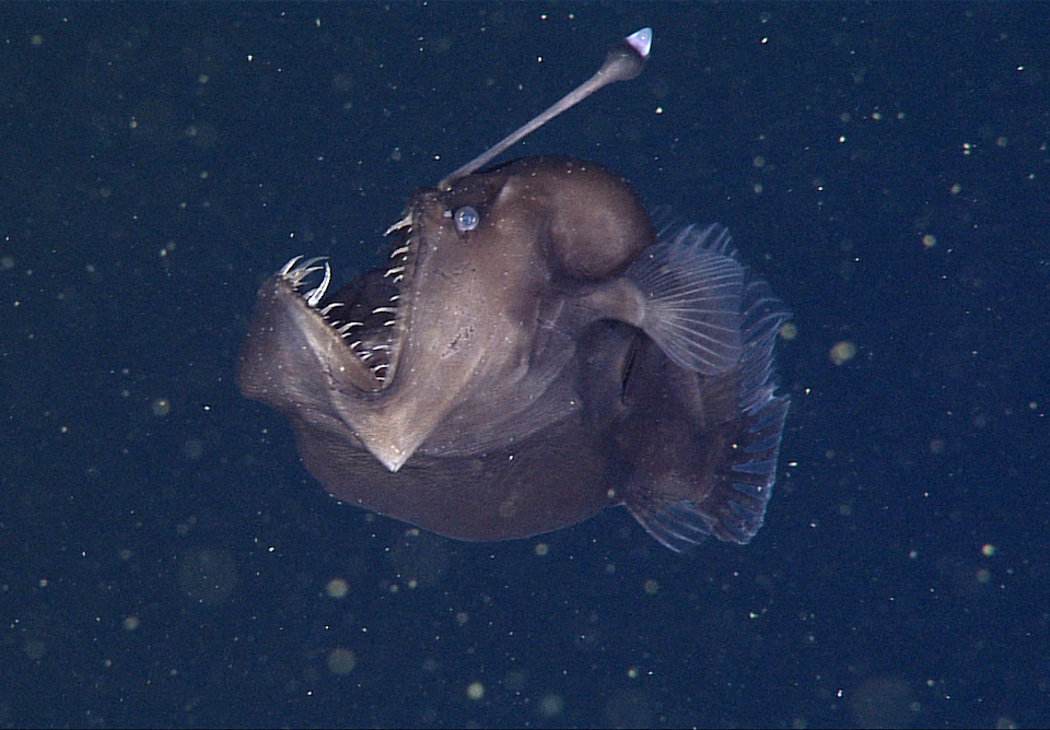 Deep-sea anglerfish •