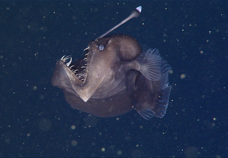 Blobfish and snailfish – Deep-sea creatures – Te Ara Encyclopedia of New  Zealand