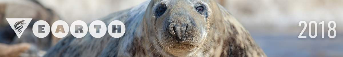 Marine Mammal Strandings Banner Marine mammal strandings lesson banner