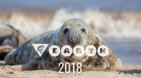 Marine mammal strandings featured image
