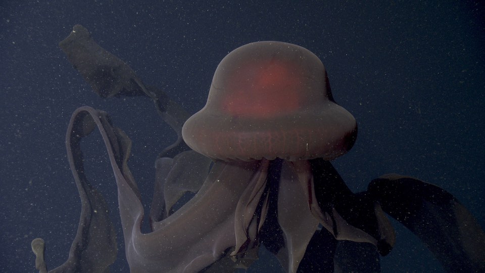 Giant phantom jelly - MBARI
