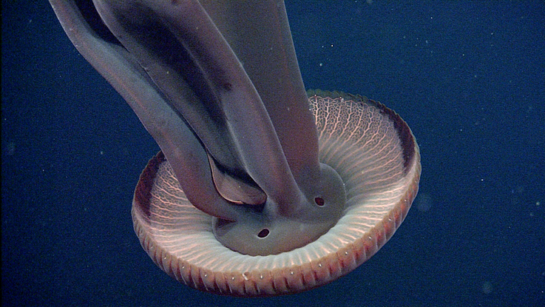 Stygiomedusa gigantea
