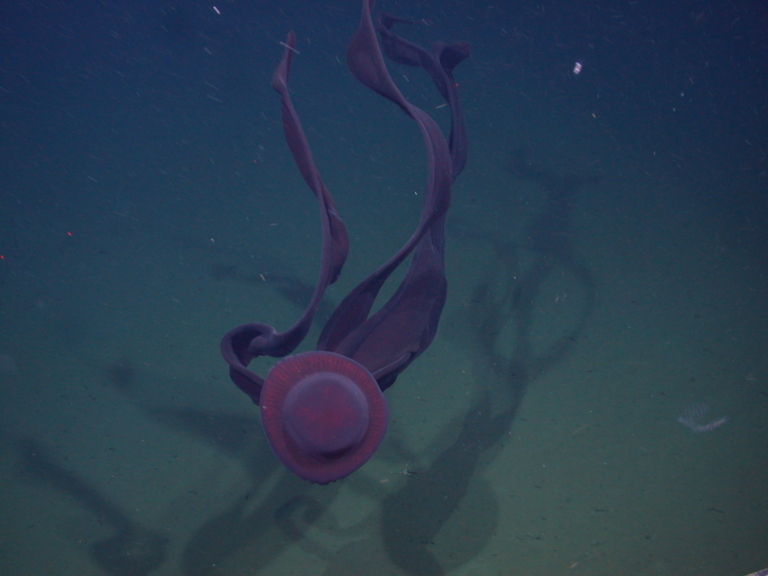 Stygiomedusa gigantea