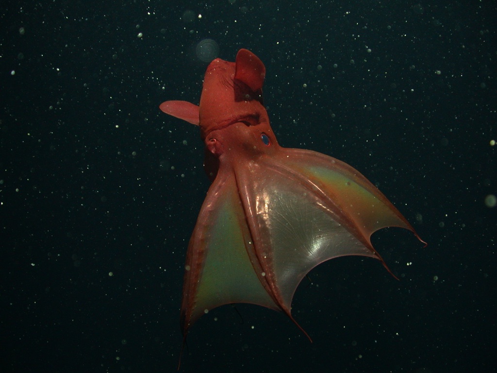 Vampire Squid MBARI Vampire Squid MBARI