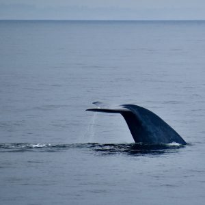 Side view of the flukes of a blue whale as it dives below the ocean’s surface. Photographed on an overcast day with a gray sky and still, gray water.
