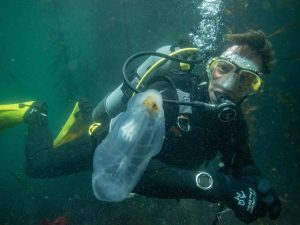 An intern wearing a black wetsuit, gray scuba gear, and yellow fins dives in a kelp forest. He is observing a transparent gelatinous animal drifting in the water. In the background is blue-green water and tall fronds of brown kelp.
