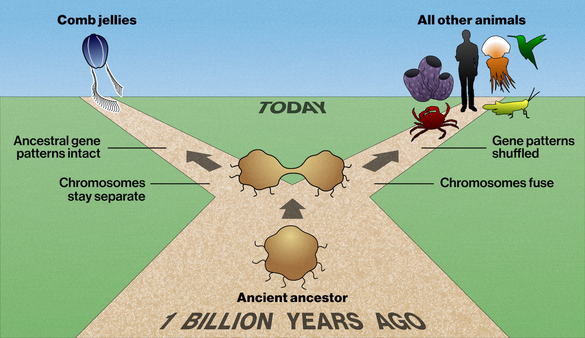 An illustration depicting a hypothetical fork in the road of animal evolution. It shows a brown, dirt road in the middle of a green field with blue sky in the distance. The bottom of the illustration is labeled “1 billion years ago” and the top is labeled “today.” A brown, blob-shaped ancient ancestor is traveling down the dirt road. An upward arrow points to the ancient ancestor splitting into two. One is headed down the left fork in the dirt road. An upward arrow points diagonally to the left to an illustration of a blue comb jelly silhouette labeled “Comb jellies.” Lines pointing to the road carry labels reading “Chromosomes stay separate” and “Ancient gene patterns intact.” The other ancient ancestor is headed down the right fork in the dirt road. An upward arrow points diagonally to the right to illustrations of the silhouettes of a red crab, green grasshopper, purple sponge, orange jelly, and green hummingbird labeled “All other animals.” Lines pointing to the road carry labels reading “Chromosomes fuse” and “Gene patterns shuffled.”