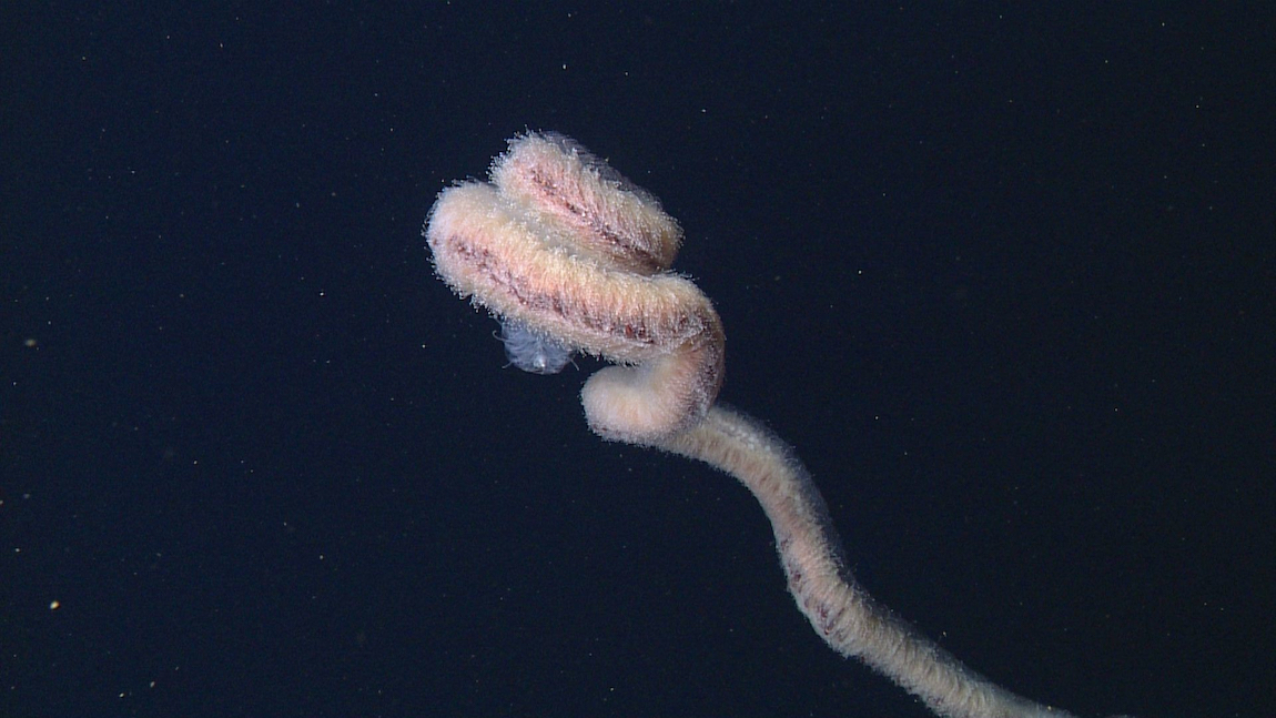 Researchers solve mystery of deep-sea fish with tubular eyes and  transparent head • MBARI