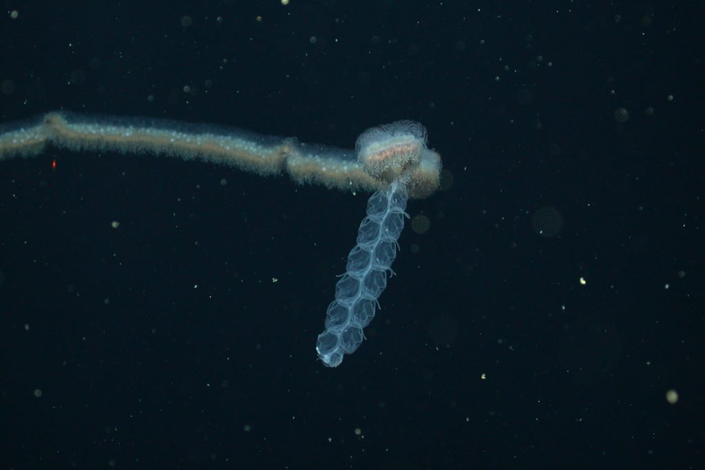 A rope-like gelatinous siphonophore with a fuzzy white central stem stretching to the left and 12 transparent swimming bells pointed downwards. This animal was photographed in the water column with dark water and white flecks of organic material in the background.