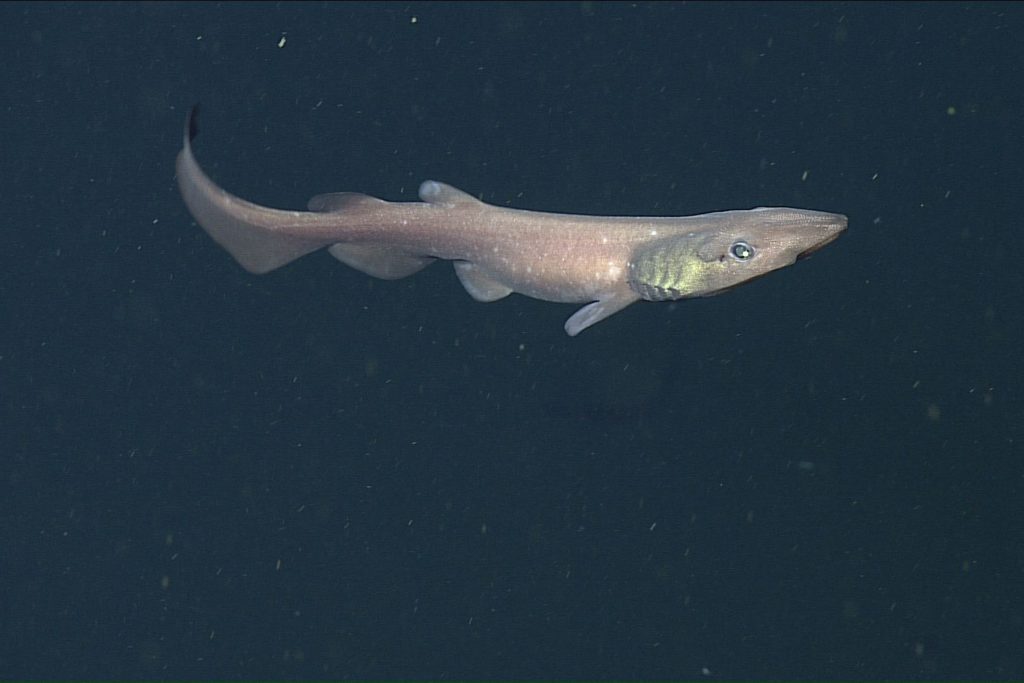 A shark with a sleek brown body, long tail fin, and iridescent green eyes swims toward the right of the frame. The background is dark blue water.