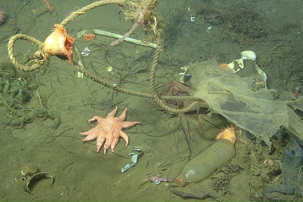 Trash—including a clear plastic bottle with a red cap at the bottom right, a clear plastic bag on the right, a yellow rope in the center, and a green rope on the left—accumulates on the brown, muddy seafloor. A peach-colored sea star sits on the seafloor in the center. In the upper left is a reddish-pink sea anemone. An orange sea anemone has attached itself to the yellow rope.