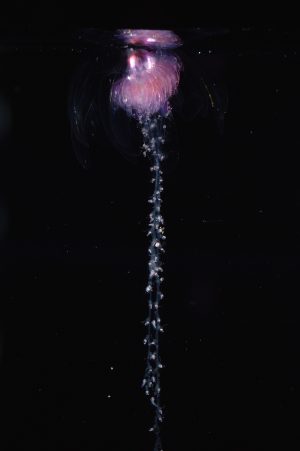 A pink, gelatinous siphonophore with long tentacles floats in a tank against a black background.