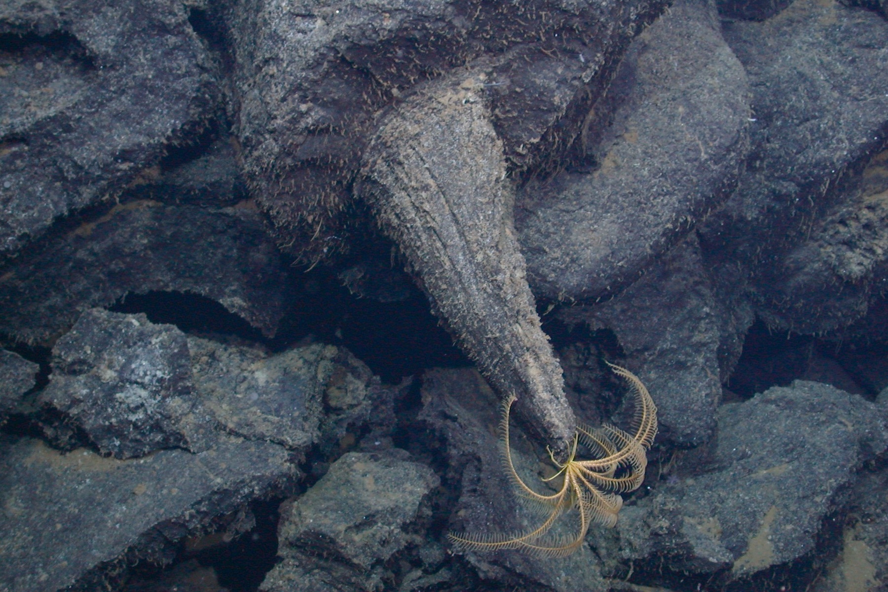 MBARI research helps explain how massive lava fields formed in the Pacific Northwest