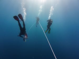 Three scuba divers swim in open blue water, tethered to a white rope.