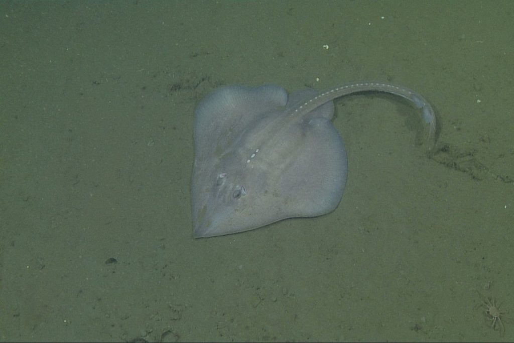 A skate with a pale-gray flat, diamond-shaped body, rounded wing-like fins, and a thin, curved tail rests on the brown muddy seafloor. The skate is facing the bottom left of the frame. There is a small orange crab at the bottom right of the frame.