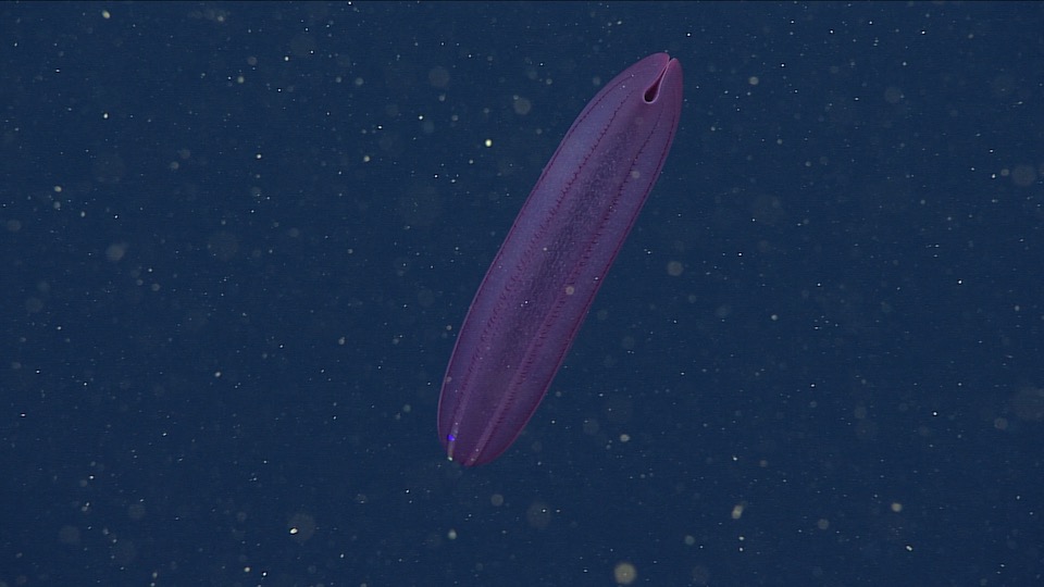 A deep purple abyssal comb jelly with folded mouth