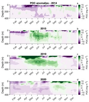 A data figure shows the buildup of organic carbon particles at different depths in 2014, 2015, 2019, and 2020. The figure has four rectangular plots with a light purple background and blobs of green. Each plot has a left axis with a text label that reads Depth (m, for meters) with notches for 0, 200, and 400, a right axis with a text label that reads POC (mg m^-3, or milligrams per cubic meter) with notches at increments of five for -15 to 15, and a bottom axis with notches labeled by month from January through December. At the top of the figure is a text label reading POC anomalies - 2014, and above each of the following plots is a year label for 2015, 2019, and 2020. The 2014 plot has a thin green blob at 0 meters for September and October. The 2015 plot has a large green blob at 0 to 300 meters from May through October. The 2019 plot has a large dark green blob from 0 to 300 meters from March through September. The 2020 plot has a light green blob at 0 meters for March through April, a dark green blob at 0 meters, and a light green blob at 200 meters for August through November.