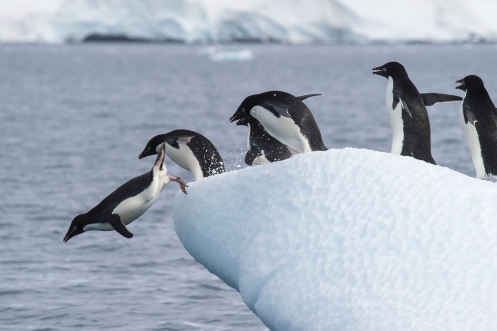 Penguins jumping off ice shelf