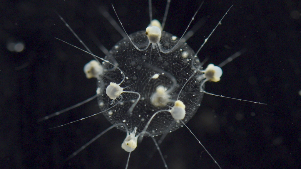 A darkfield light microscope image of a phaeodarian colony.